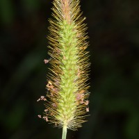 <i>Setaria parviflora</i>  (Poir.) Kergu  len